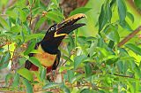 Chestnut-eared Aracari